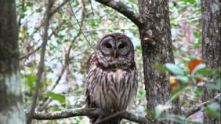 Barred Owl at 3am  includes some hoowah calls [upl. by Gobert719]