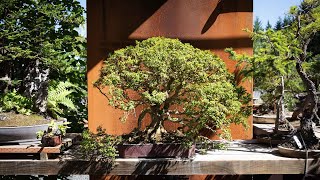 Angel Oak Bonsai Inspiration Crafting Nature in Miniature [upl. by Lenora]