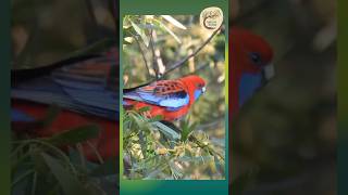 Beautiful Rosellas Feeding in the Heart of the Forest  Dharug Country [upl. by Cannon]