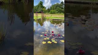 Asmr at Dyffryn Gardens 🌞 asmr nationaltrust wales placestovisit visitwales botanicalgarden [upl. by Oranneg453]