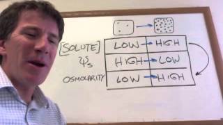 Water Potential and Osmolarity [upl. by Fayette]