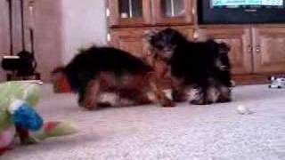 Cute yorkie puppy reunited with mother [upl. by Noirred]