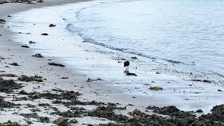 An anxious Oystercatcher is joined by her mate [upl. by Zanas]