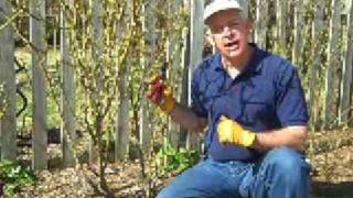 Pruning Hybrid Teas For Long Stem Cut Flowers [upl. by Cedar]