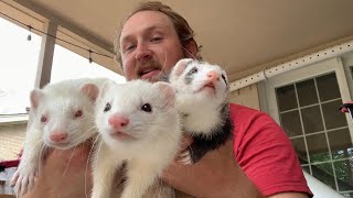 Watch this before buying a ferret [upl. by Ardnekal143]