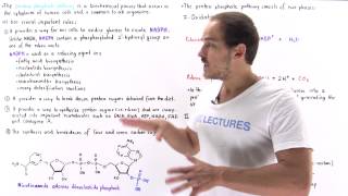 Introduction to Pentose Phosphate Pathway [upl. by Krum]