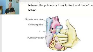 Anatomy CVS Module in Arabic 11  Transverse sinus of pericardium  by Dr Wahdan [upl. by Alurd]