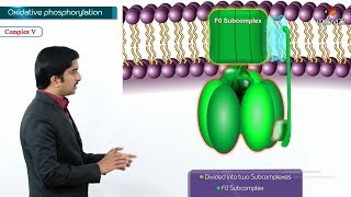 Oxidative phosphorylation Animation  Formation of ATP amp sites of ATP synthesis [upl. by Koren667]