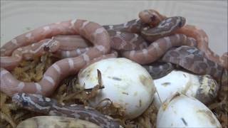 コーンスネークの孵化 Corn Snake Hatchling [upl. by Sair105]