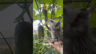 Life with Luna 🌙 In the Garden 🥒 🍅 shorts animalshorts cuteanimals babyanimals trendingvideo [upl. by Edwin967]