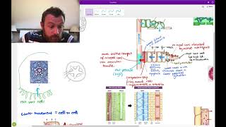 Plant Transport OCR A Level Biology 33 [upl. by Surovy]