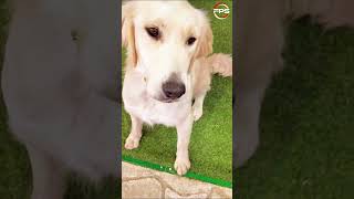 Play THIS Sound in Front of Your Dog What Happens [upl. by Leirraj]