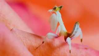 Hymenopus coronatus Orchid Mantis 3rd instar [upl. by Adelle703]