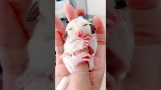 Girl Help Sugar Glider😍 [upl. by Kreda]