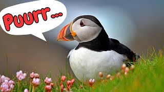 Puffin Sounds amp Facts for Kids [upl. by Lirret]