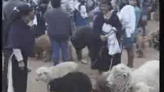 Otavalo Ecuador The Otavalo Animal Market [upl. by Aseyt]