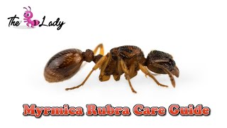 Myrmica Rubra Fire Ant Care Guide  Ant keeping For Beginners  The Ant Lady [upl. by March]