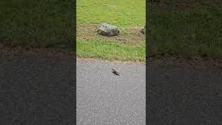 Turtle in the road June 16 2024 [upl. by Dorry]