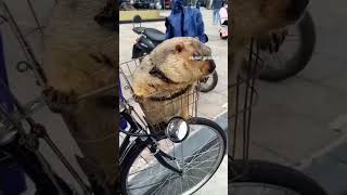 hyrax traveling day 24  hyrax music funnyimages [upl. by Enilkcaj]