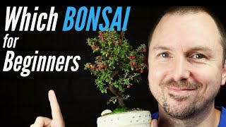 3 Best Bonsai Trees for Beginners  Which Bonsai Tree Should I Get [upl. by Hamas]