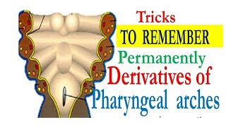 MNEMONICS PHARYNGEAL ARCHES DERIVATIVES AND THEIR NERVE AND ARTERIAL SUPPLIES [upl. by Dnalon]