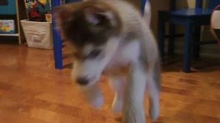 Husky Puppy vs Weasel [upl. by Erleena874]