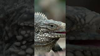 Cuban Rock Iguana Breeding Season  NATURE Shorts  PBS [upl. by Derna]