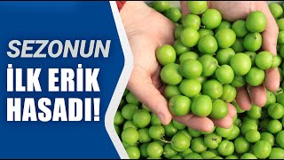 Sezonun İlk Erik Hasadı Eriğin Kilosu Kaç TL  Agro TV Haber [upl. by Rutan213]