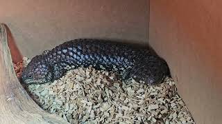 female shingleback skink [upl. by Hellah]