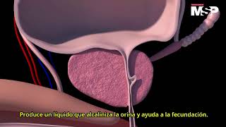 Órganos del cuerpo humano ¿Cómo funciona todo el organismo  ExclusivoMSP [upl. by Idahs]