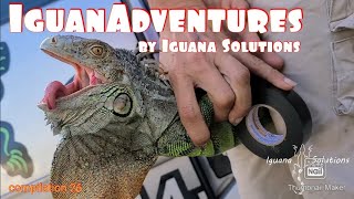 IguanAdventures Comp 26 by Iguana Solutions Iguanas breeding in the road catching Florida Iguanas [upl. by Jamel794]