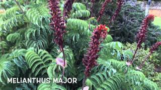 Melianthus major Garden Center online Costa Brava  Girona [upl. by Irehs328]