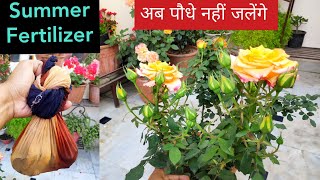 Rose plant summer fertilizer Rose care Rose food Organic rose fertilizer Gulab ki dekhbhal [upl. by Sower943]