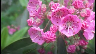 58 fleurs sauvages du début juin au Québec [upl. by Maureen847]