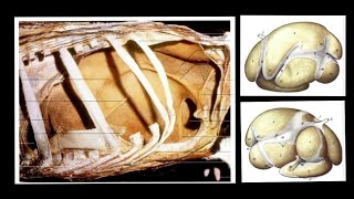 Ruminant Stomach  Rumen  Splanchnology  ANATOMY by Dr Nidhi Gupta  NDVSU  1st Year Lecture [upl. by Odlaner562]