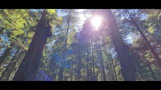 Hiking in Redwood National Park and Praire Creek State Park Foothill Loop Trail [upl. by Fairbanks344]