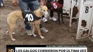 Carrera de galgos en Córdoba desafía a la ley  Telefe Noticias [upl. by Adnana]