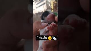 Cuccioli Cani Taglia Media maschi femmine in regalo video 5 [upl. by Sakul]