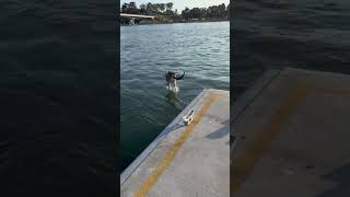 Determined Kangaroo Jumps Off the Pier [upl. by Sucul317]