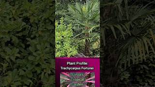 Plant Profile Trachycarpus Fortunei [upl. by Ades613]