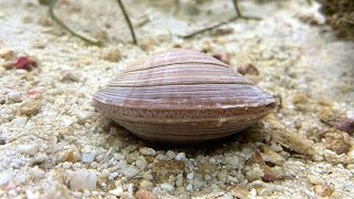 Facts The Northern Quahog Hard Clam [upl. by Orlan]