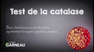 Test de la catalase [upl. by Treblihp]