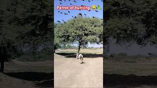 New technology bird parrot of hunting 😂🦜parrot birds humorfarmingtoys airsoftnewtechnology [upl. by Flodur385]