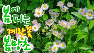 봄망초 Philadelphia fleabane [upl. by Yesnikcm]