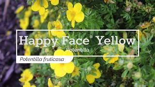 30 Seconds with Happy Face® Yellow Potentilla [upl. by Oynotna]