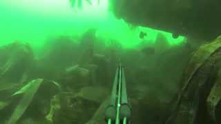 Bestof chasse sousmarine Trévignon été 2014  Spearfishing [upl. by Gerhan]