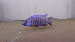 MALAWI CICHLIDS AULONOCARA TURKIS [upl. by Fi490]