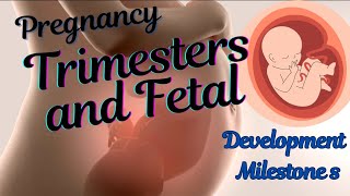 Pregnancy Trimesters and Fetal Development Milestones 3D Animation [upl. by Acilejna]