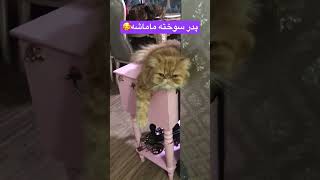 دیونه دیونه😂 [upl. by Derril888]