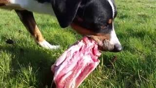 Appenzell Mountain Dog eating raw duck carcass Raw Feeding for Dogs [upl. by Nirehtak]